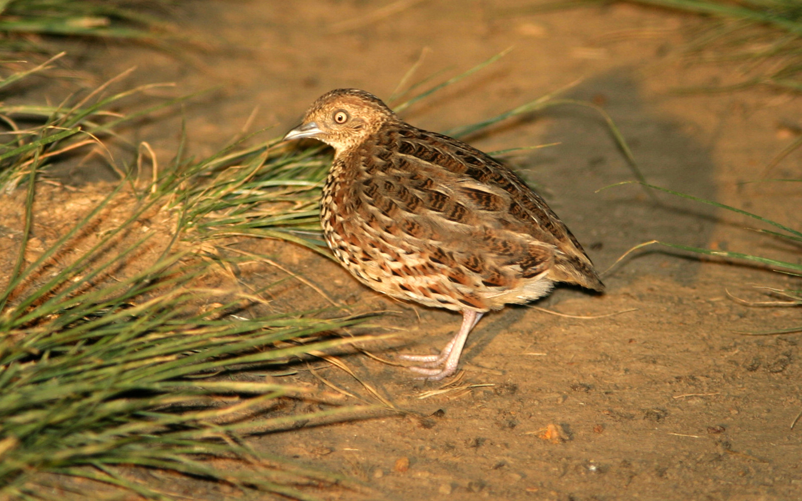 image Small Buttonquail